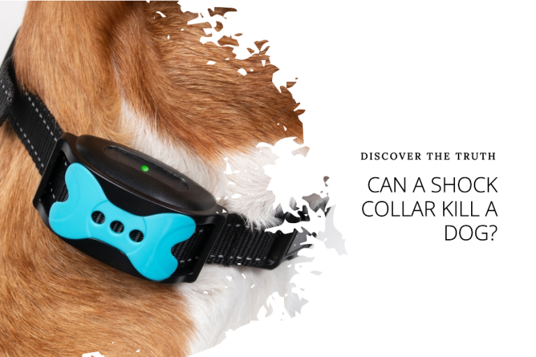 Can a Shock Collar Kill a Dog